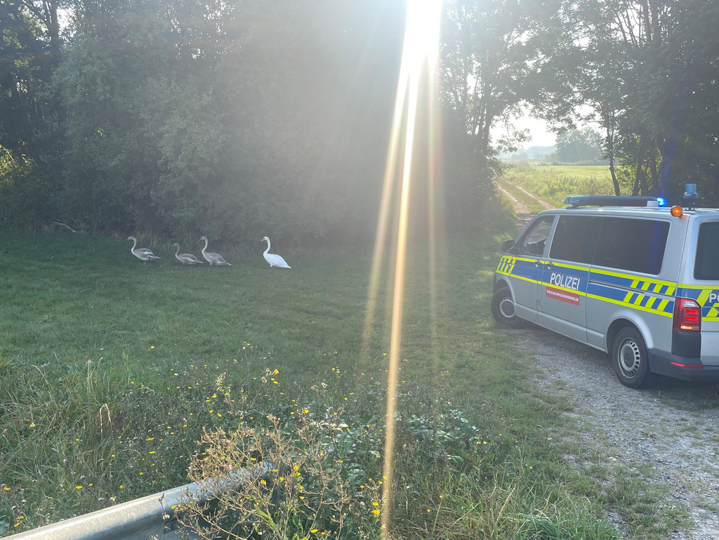 Schwan 1