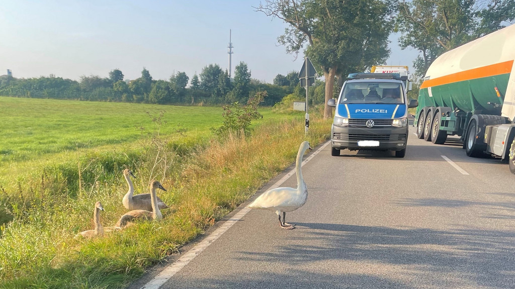 Schwan