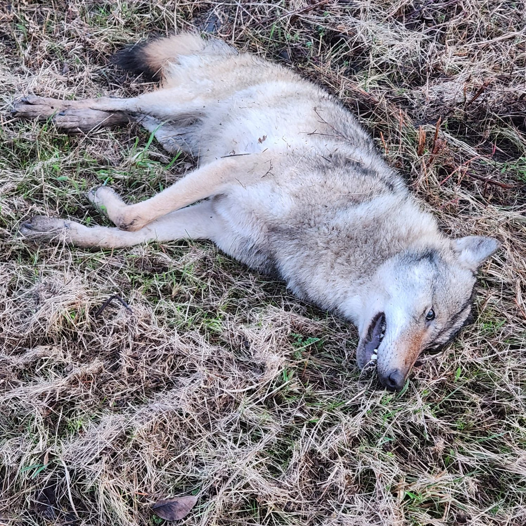 VKU Wolf VKU mit Wolf auf der B 184