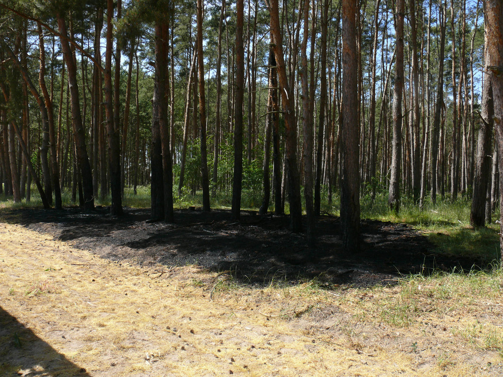 Bild 1 – Wald- und Flächenbrand